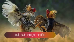 Tuyệt Chiêu Cách Chơi Đá Gà GA28 Tại 8XX Bất Bại Cho Kê Thủ
