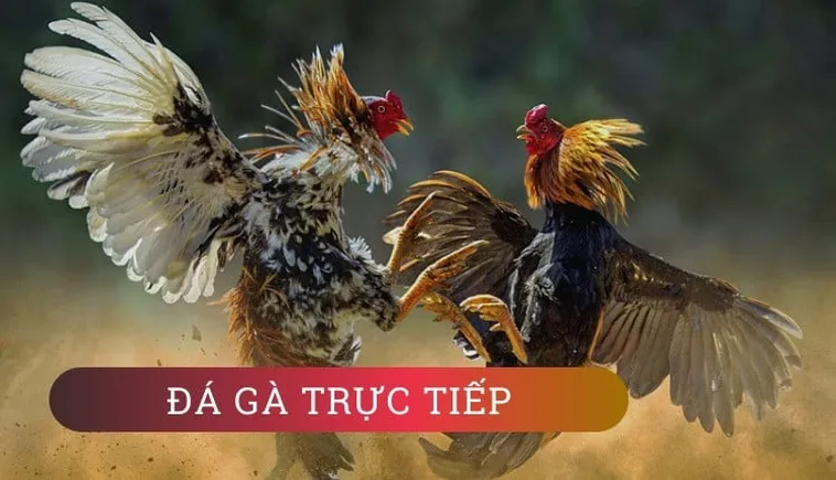 Tuyệt Chiêu Cách Chơi Đá Gà GA28 Tại 8XX Bất Bại Cho Kê Thủ